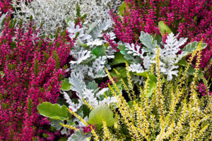 Herbst - Garten