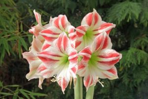 amaryllis en bouquet sur fond noir