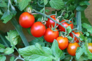 strauchtomaten